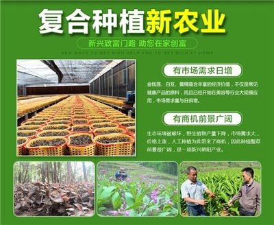 云南春信農業科技 聚焦珍稀中草藥種植，科技引領致富新路徑